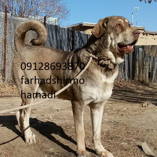 Kurdish_Dog-Pshdar_Dog-Kurd_Mastiff-Kurdish_Dog_Breed