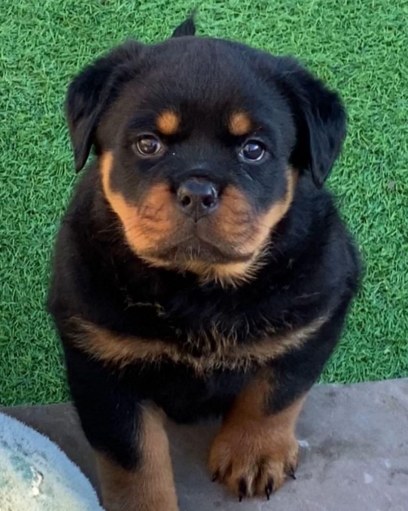 rottweilerlife_۲۰۲۲۰۵۱۹_p_2841273499621372921_1_2841273499621372921