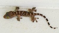 common-house-gecko-in