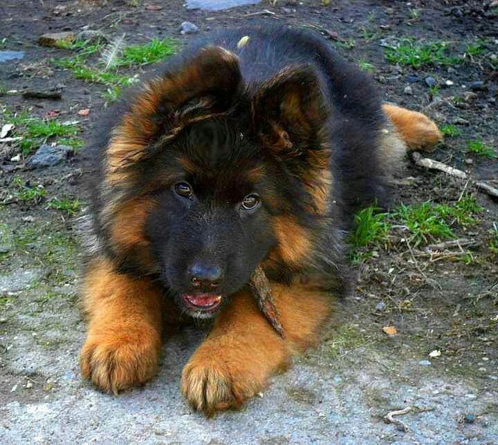 4b3c2f61060eaedd57788715e51e790f--shiloh-shepherd-shepherd-puppies