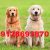 سگ گلدن رتریور اصیل توله و بالغ توله سگ گلدن رتریور گلدن دارچینی - تصویر2