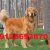 سگ گلدن رتریور اصیل توله و بالغ توله سگ گلدن رتریور گلدن دارچینی - تصویر1