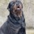 پرورش سگ روتوایلر اصیل توله وبالغ آمریکایی و اروپایی - تصویر1
