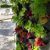 تولید کننده و مجری گرین وال ( دیوار سبز ) نمدی و گلدانی - تصویر1