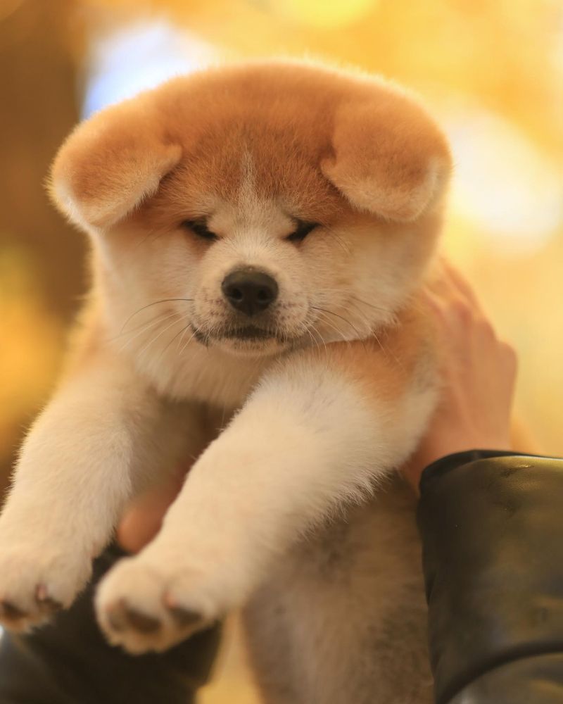 akita_inu_happy_۲۰۲۱۱۰۱۰_p_2681417933768620606_1_2681417925698691284