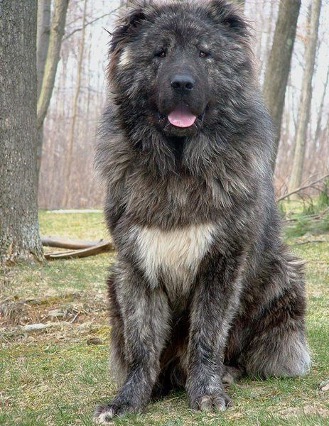 1bc3416fbefd61c31d958fb902403e4e--caucasian-mountain-dogs-caucasian-shepherd