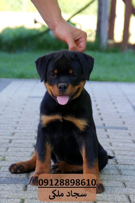 rottweiler-stenci-slika-83989477