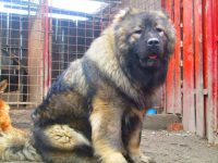 سگ قفقازی اصیل -توله قفقازی درشت سگ نگهبان درشت