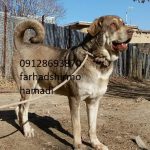 Kurdish_Dog-Pshdar_Dog-Kurd_Mastiff-Kurdish_Dog_Breed