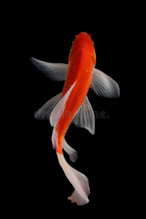 Koi Fish Gold Isolated On Black Background Stock Photo - Image of japan, lake_ 136382008