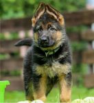 فروش سگ ژرمن شپرد german sheperd