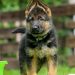 فروش سگ ژرمن شپرد german sheperd