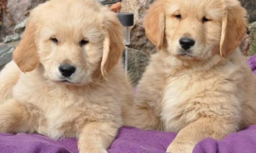 golden-retriever-welpen-knuffig-1500x630-1-e1628147886726-1200x720