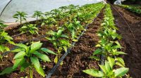 01-drip-irrigation
