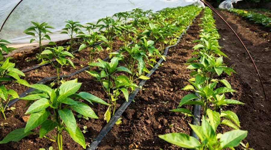 01-drip-irrigation