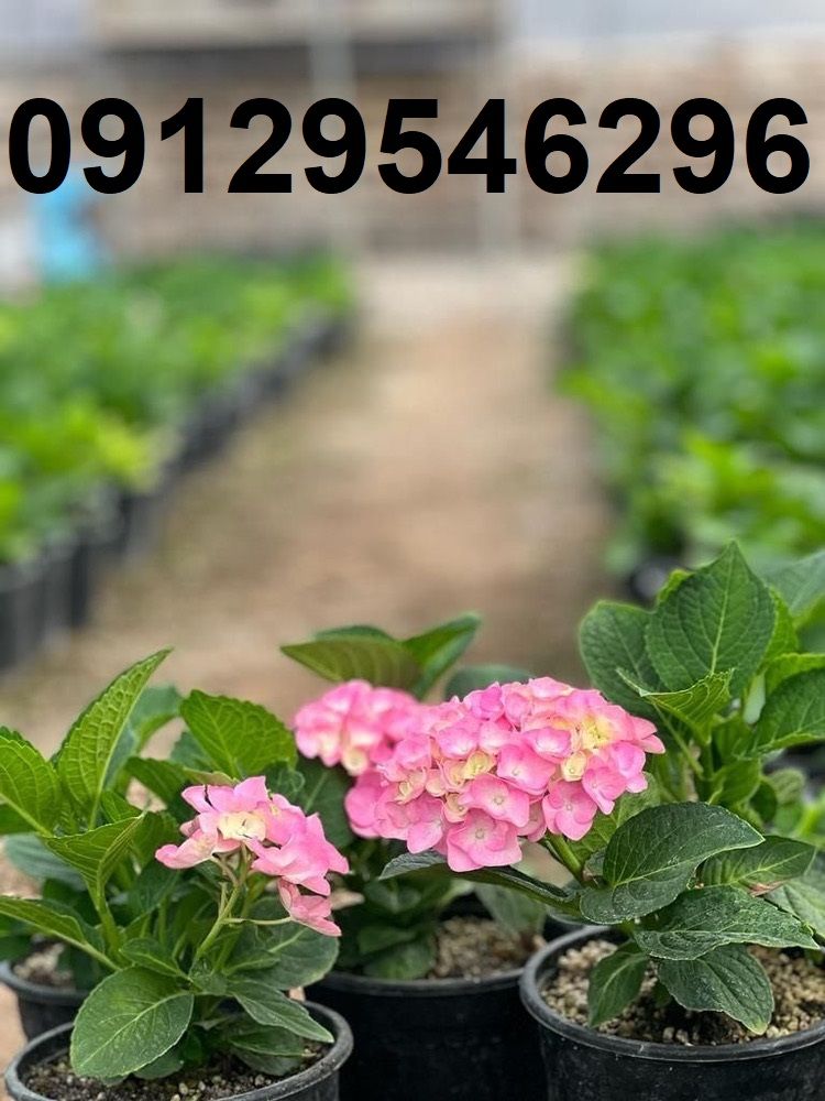 فروش عمده گل هورتانسیا (1) - Copy