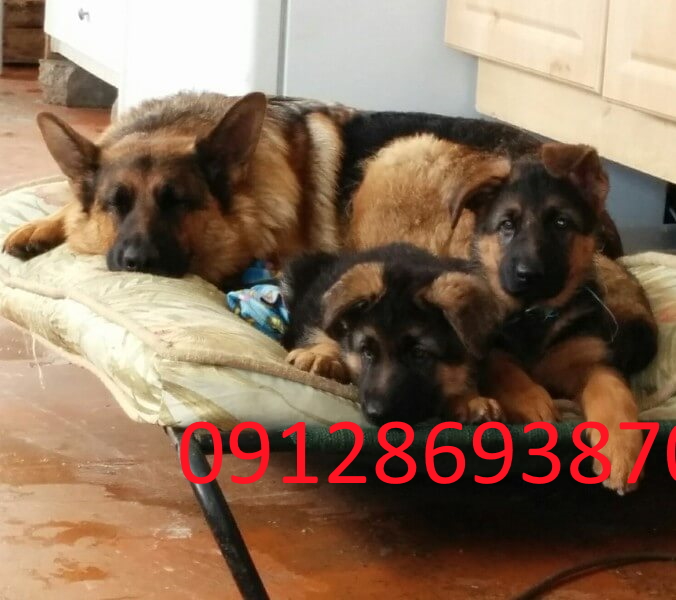 98655665