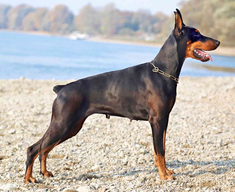 0Doberman-40172501920_dobermann