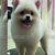سگ-شیتزو-سفید-آرایش-شده-600x800