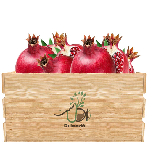 خرید-نهال-انار-بی-هسته