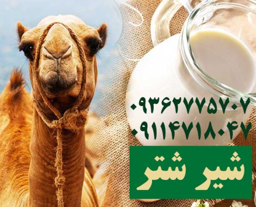 healthy-camel-milk