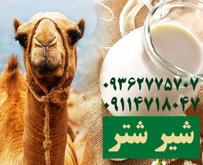 healthy-camel-milk