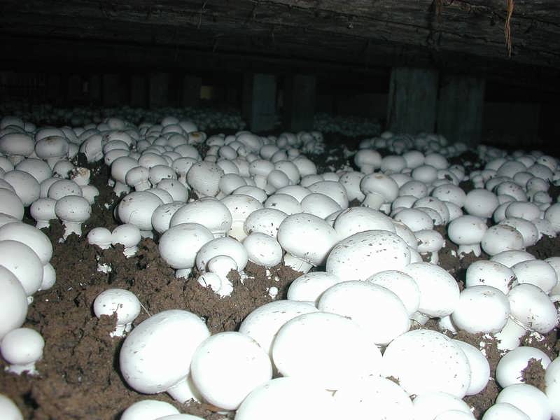 propagation-Common-mushroom