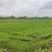 فروش زمین کشاورزی برنج به مساحت 1 هکتار در گیلان