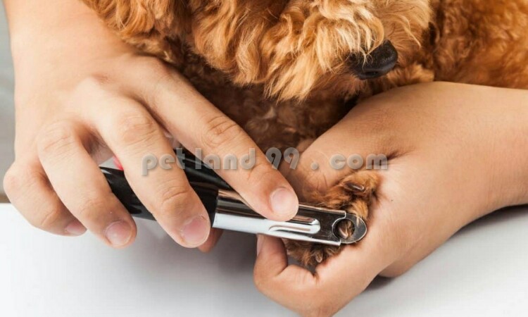 کوتاه-کردن-و-سوهان-کشیدن-ناخن-سگ-750x450