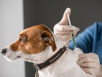 واکسیناسیون-حیوانات-منطقه-1