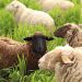 خرید و فروش گوسفند زنده پرگوشت