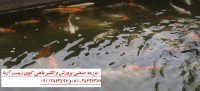 فروش ویژه انواع ماهی کوی صادراتی در ایران