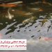فروش ویژه انواع ماهی کوی صادراتی در ایران