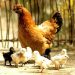 نیمچه مرغ گلپایگانی اصلاح نژاد شده-فروش نیمچه-طیور