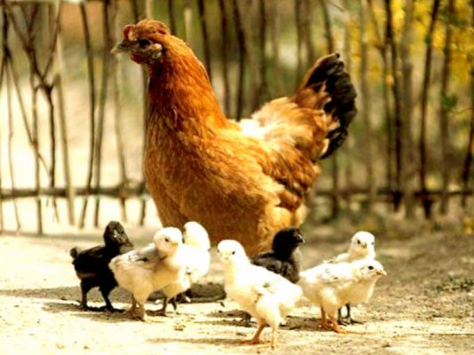hen-03-1-e1529756144650
