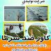 کاور ضد سرمازدگی کشاورزی