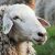 خرید و فروش گوسفند زنده پرگوشت - تصویر1