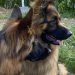 سگ روتوایلر_سگ نگهبان اصیل و آموزش دیده برای فروش