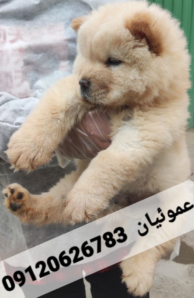 -5951580682679598897_121
