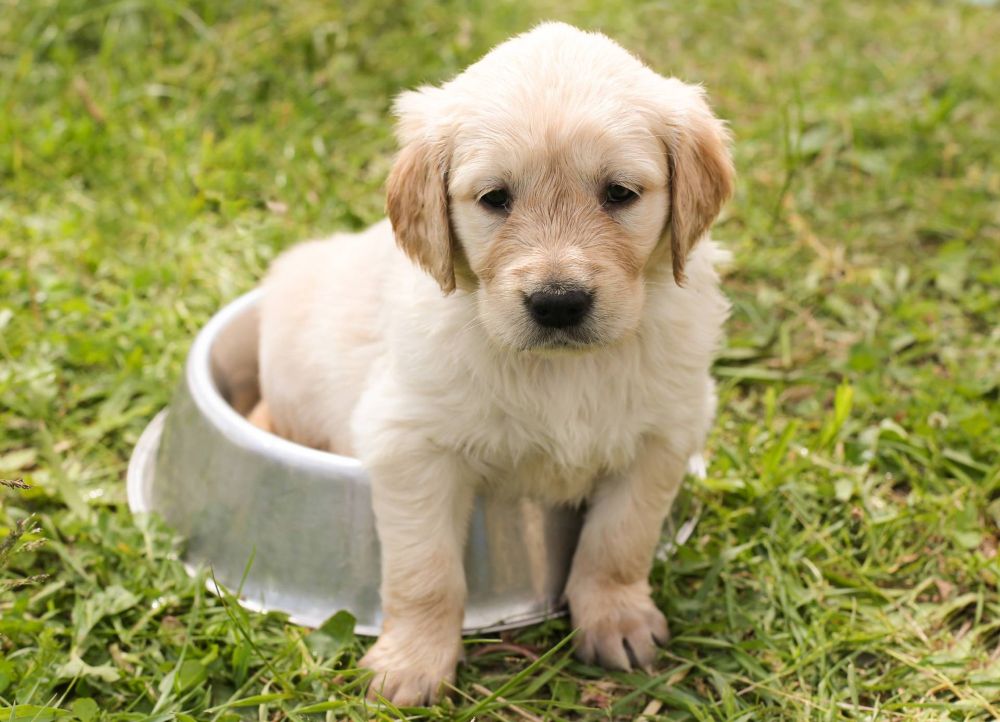 golden-retriever-personality