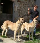 Kangal-Dog-Breeders