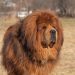 فروش مولدین سگ تبتی ماستیف فوق العاده قدرتمند