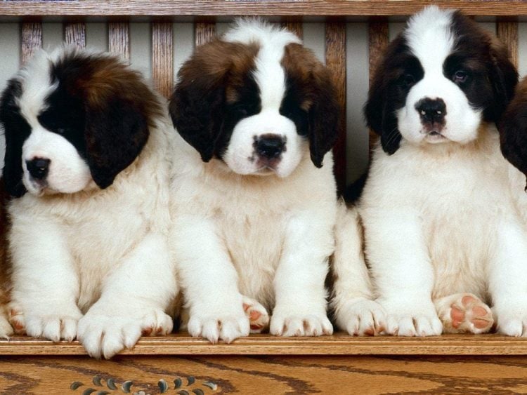 Saint-Bernard-Puppies-750x563