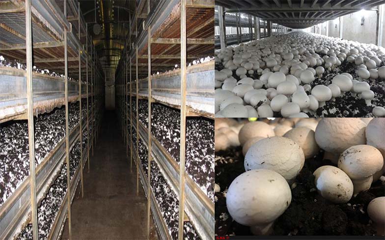 Mushroom-cultivation-hall.jpg-4354