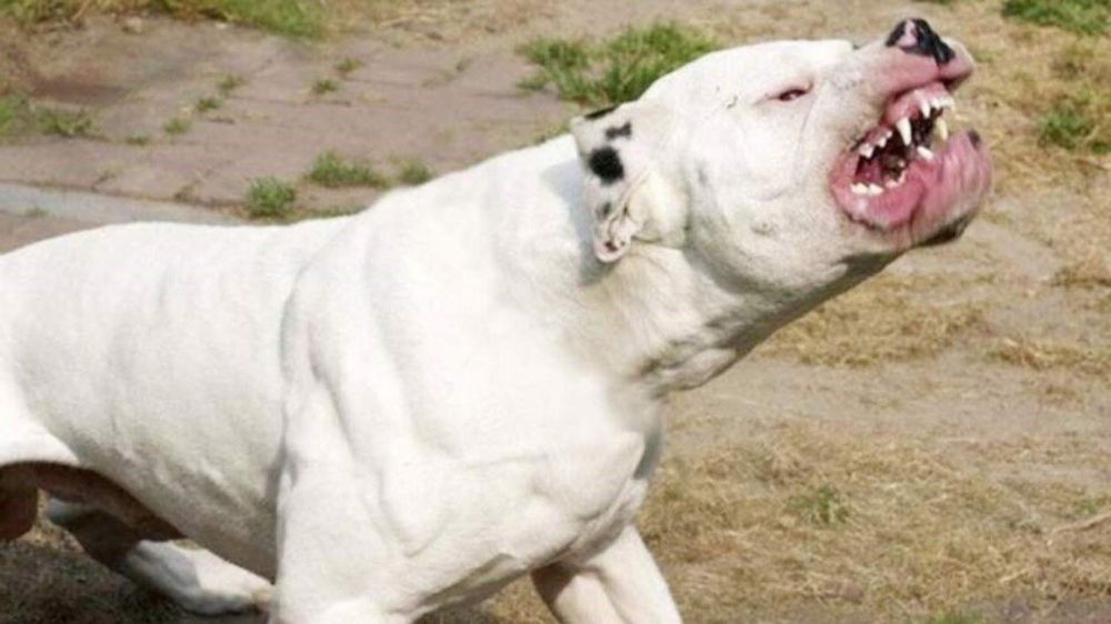 perros-dogo-coronel-suarez-provincia