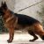 بهترین سگ نگهبان دردنیا،،سگ ژرمن شپرد  توله دوماهه - تصویر2