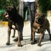 توله های سگ نگهبان نژاد کن کورسو با نسلی خالص وناب