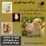 پخش عمده جوجه یک روزه مرغ گوشتی، جوجه گوشتی. طیور – طیور