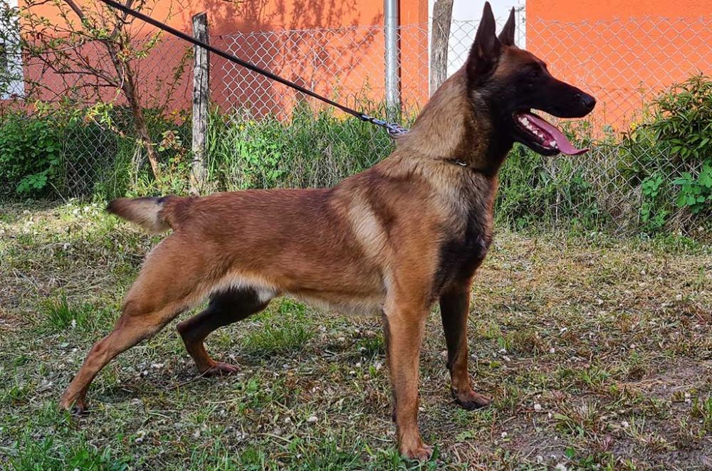 belgian-malinois-mange-mailigo-profile-2021