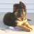 بهترین سگ نگهبان دردنیا،،سگ ژرمن شپرد  توله دوماهه - تصویر1